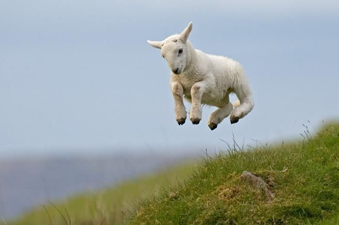 Jump for Joy Jump for Joy